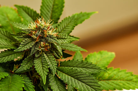 Everything You Should Know About Marijuana & Menstruation